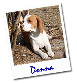 Beagle Donna