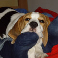 Beagle Olga von Rekkas Holzhtte als Welpe