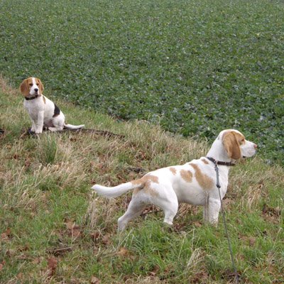 Beagle bei der  Jagd