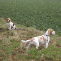 Unsere Beagles Yvi und Olga auf der Pirsch. Hndin und Welpe