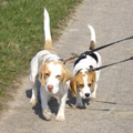 Unsere Beagles Yvi und Olga beim Spazieren gehen