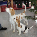 Unsere Beagles Yvi und Olga unter dem Weihnachtsbaum