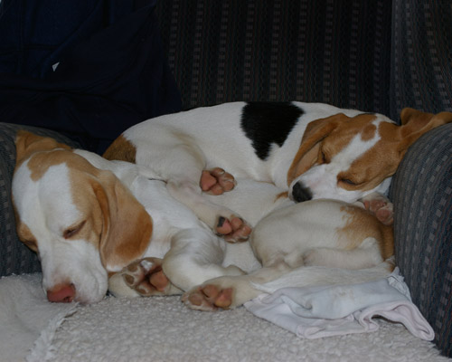 Beagle und Welpe