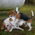 Hundehaufen ;-) Beagles beim Spielen