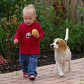 Kleinkind und Beagle