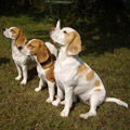 unsere Beagles beim Sonnen