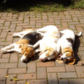 Unsere Beagles Odetta, Yvi und Olga stellen sich tot.