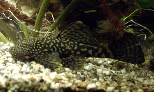 47+ Blauer Antennenwels Im Teich Halten, Dabei sind noch guppys,