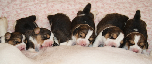 6 Beagle Welpen saugen an Beagle Hündi Yvi