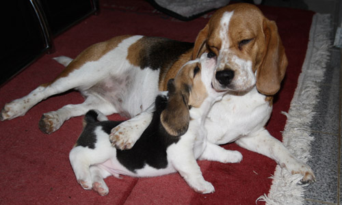 Beagle Odetta und Welpe