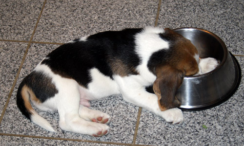 [Linked Image von deister-beagle.de]