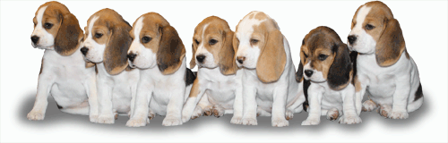 Beagles vom Deistertal Welpen