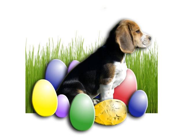Beagle zu Ostern