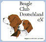 Beagleclub - Andere Beaglezüchter finden Sie beim BCD
