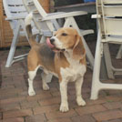 Beagle streckt die Zunge raus