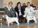 Beagle Hermine erfolgreich in Bad Harzburg