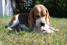 Beagle Odetta im Gras