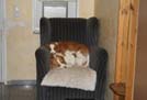 Beagles gestapelt auf dem Sessel