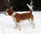 Beagle bicolor red im Schnee