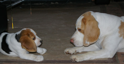 Beagle mit Welpe: Olga und Yvi