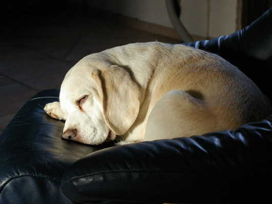 Beagle Claas in seinem Lieblingssessel im Soltauer Jagddomizil.