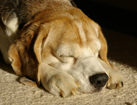 Beagle Conrad - fr mich der beste Hund aller Zeiten