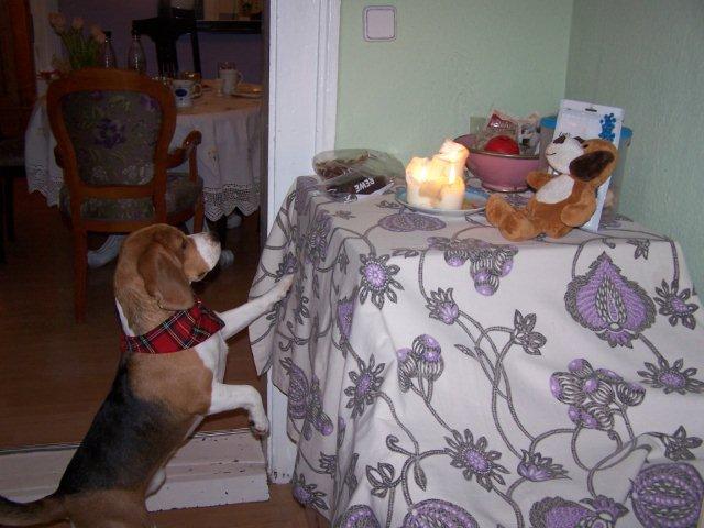 Beagle Don an seinem Geburtstagstisch