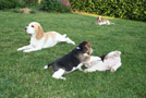 Beagles im Garten