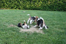 Beaglewelpen im Garten