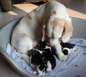 Liebevolle Beagle Mutter sieht nach Beaglewelpen