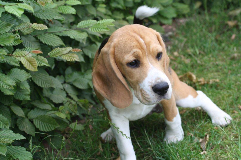 Beagle Fiona vom Deistertal