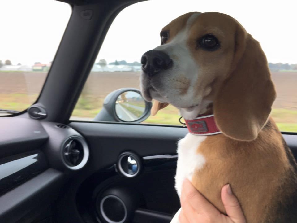 Beagle Greta zieht nach Bargteheide