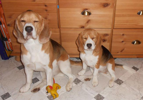 Beagles Indira und Beethoven in der Küche