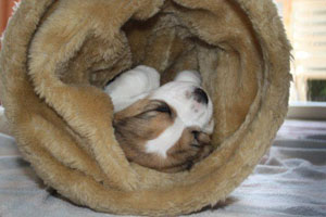 drei Wochen alter Welpe im Katzentunnel eingeschlafen
