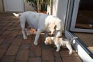 Zweifarbiger Beaglewelpe mit seiner Mutter vier Wochen alt