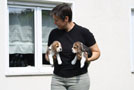 Beaglezüchter mit Welpen 2012