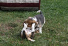 fünf Wochen alte Beaglewelpen spielen im Garten