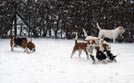 Beagles im Schnee