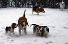 Beaglewelpen im Schnee mit Cousine Donna