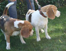 Beagles, Eltern der Welpen 2012