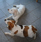 Zwei Beagles. Die dicke Olga wird bald Welpen bekommen