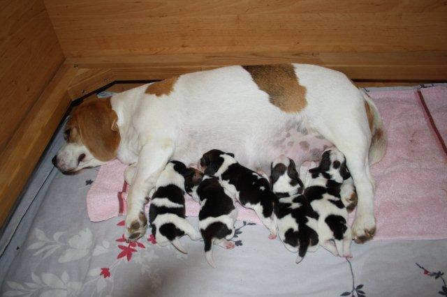 Mutterhündin mit drei Tage alten Beaglewelpen