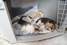 Drei Wochen alte Beaglewelpen schlafen