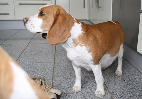Trächtige Beaglehündin Donna vom Deistertal einen Tag vor dem errechneten Geburtstermin