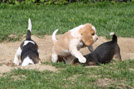 Beaglewelpen in Aktion beim Buddeln im Garten