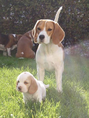Beaglewelpe mit Beaglehündin Madita