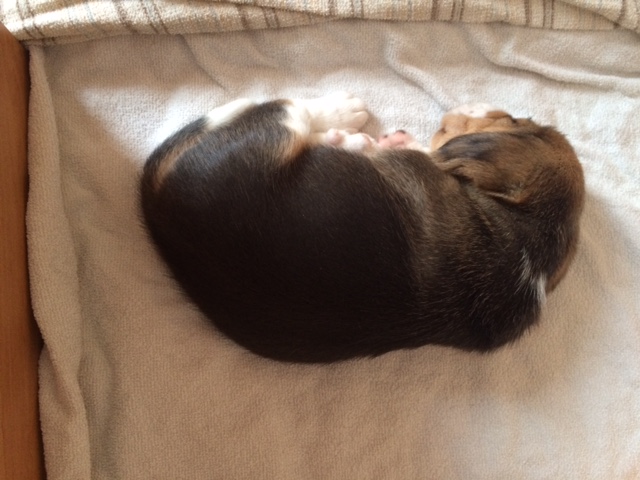 schlafender Beaglewelpe