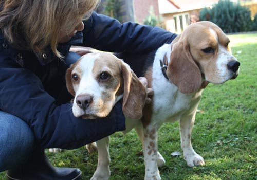 Beagle Deckakt Lilli und Quintino 2015