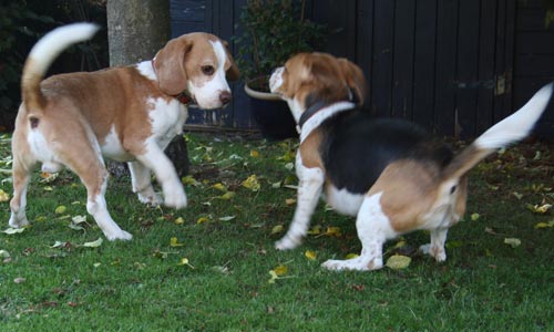 Beagles spielen vor dem Deckakt
