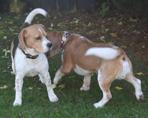 Beagle Verpaarung für Welpen 2016